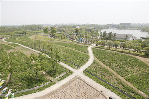 emc易倍杭州湾海上花田 营造在滩涂地上的花海景观(图5)