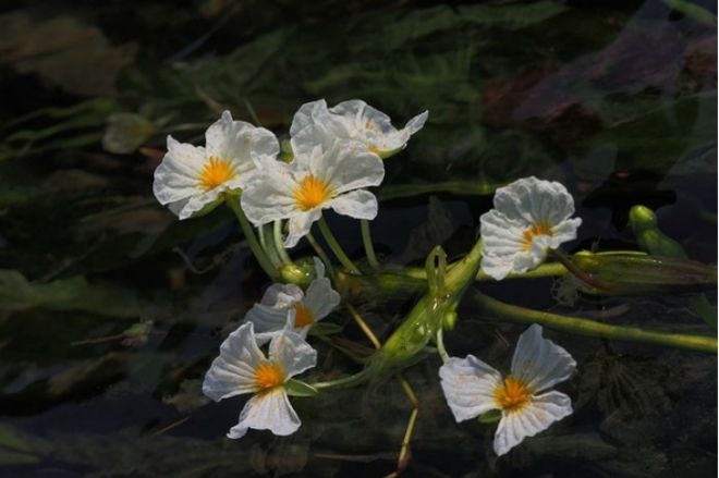 滇池“水性杨花”消失之谜终于解开它因为这个才去的泸沽湖emc易贝体育登录(图2)