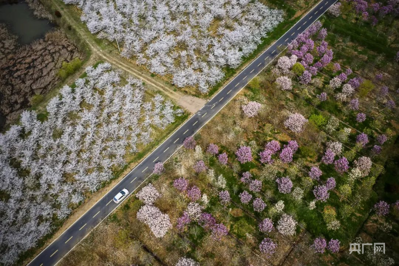 emc易倍全国苗木花卉线上交易平台冠军企业总部落户合肥肥西(图2)