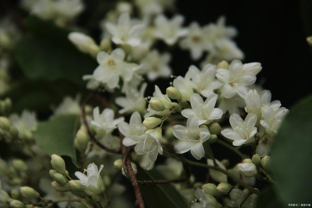 emc易倍app馥郁芬芳：探寻名字带有“香”的花卉及其观赏和文化价值(图7)