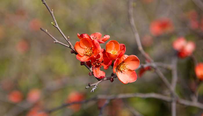 太原植物园里有什么植物 太原园有哪些花可以赏emc易倍(图2)